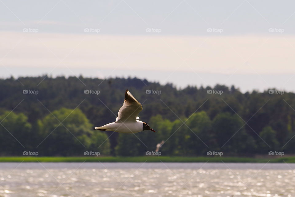 flying around the lake