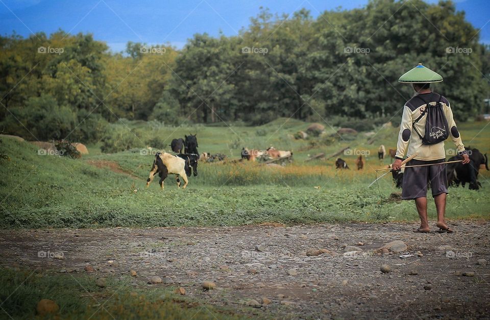 goat herder