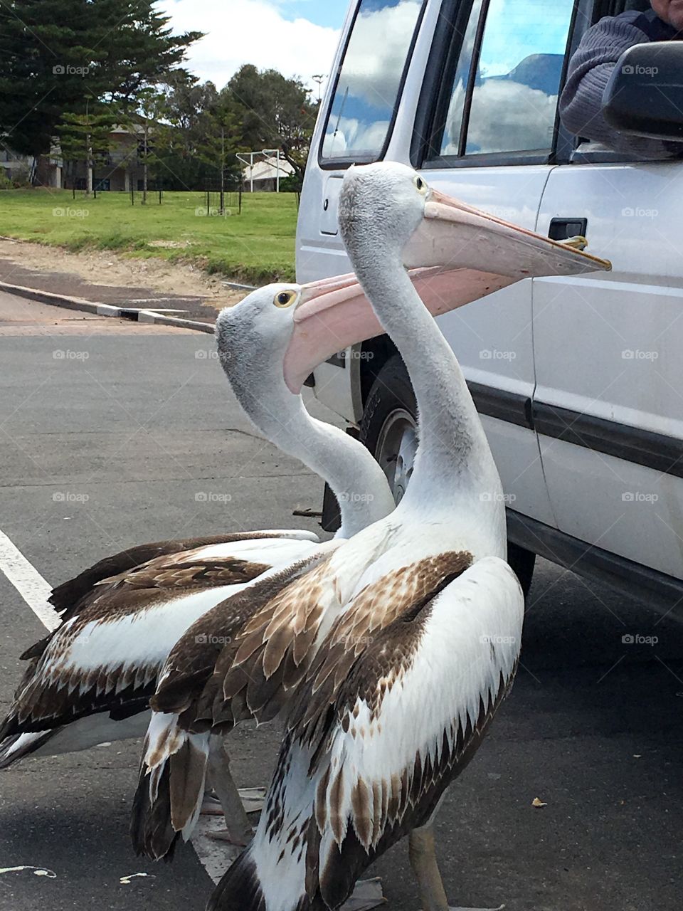 Giant Australian seagulls, not! Two large Pelicans begging for food handouts from
People in parked car at beach 