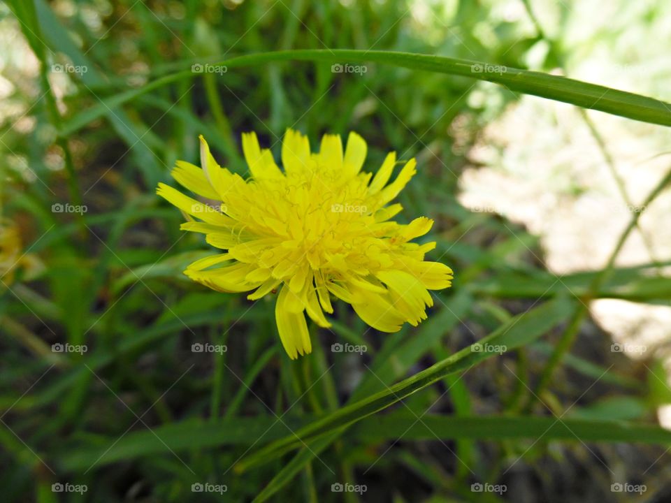 Yellow Flower