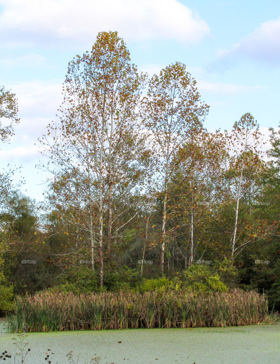 Fall trees across a stagnant pond with cattails
