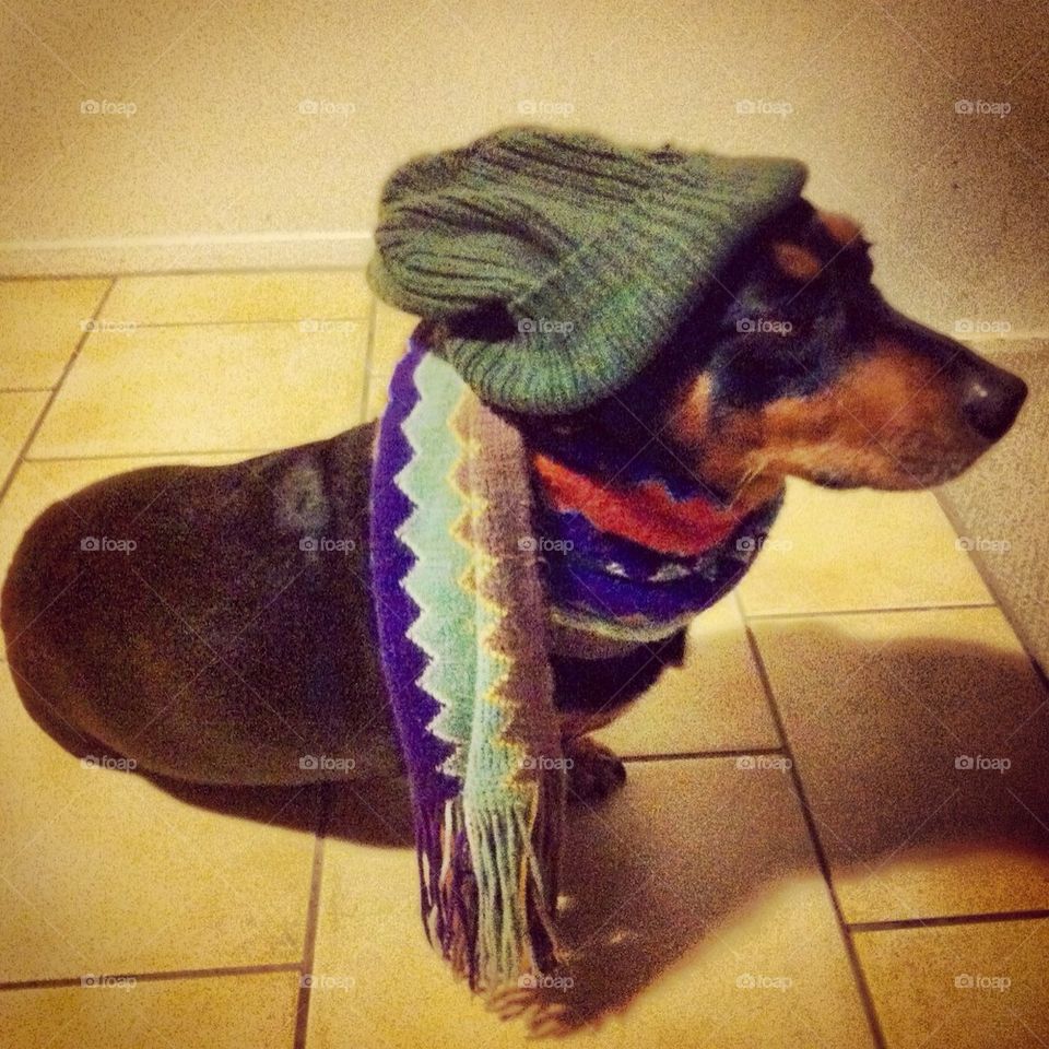 Rasta dog