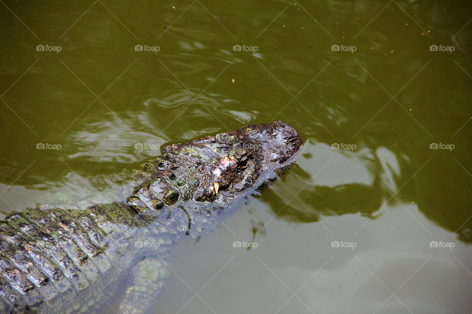 caiman waiting for prey. caiman laying still in the water in the wild animal zoo china.