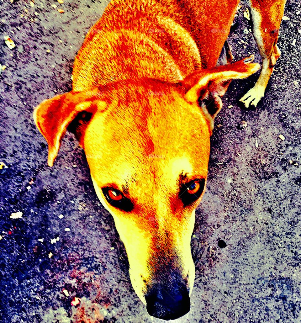 Street dog