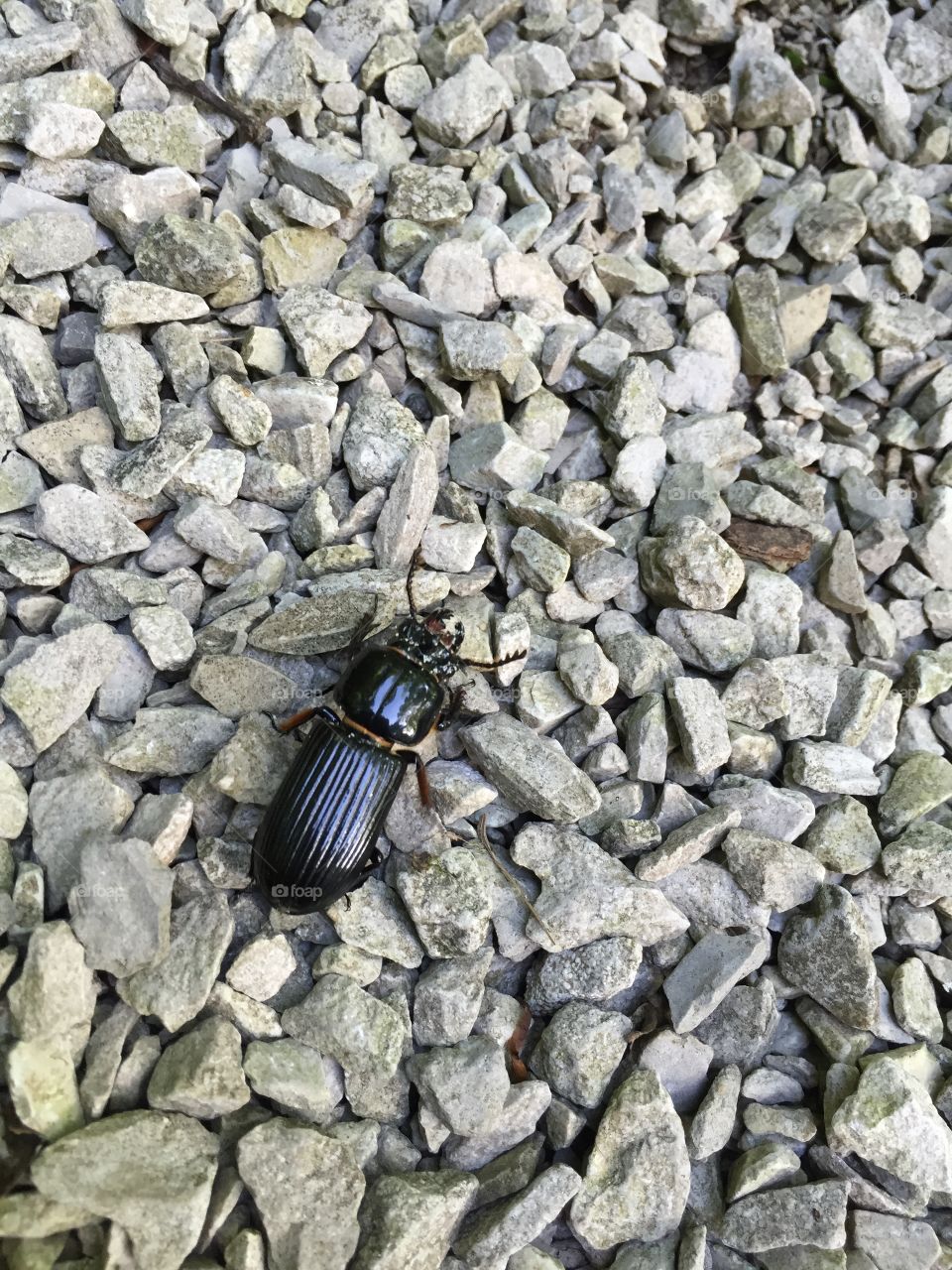 Beetle on rocks
