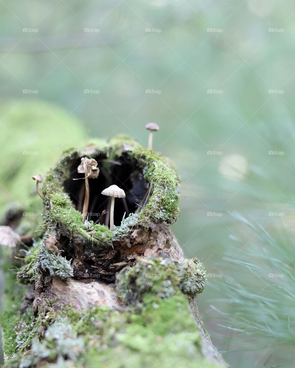 A natural, miniature fairy garden