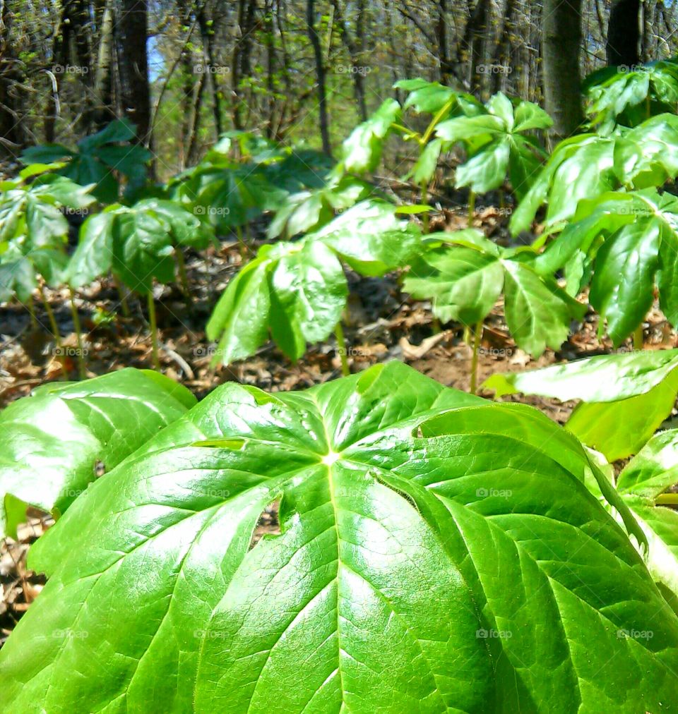 Leaf, Nature, Flora, Environment, Rain