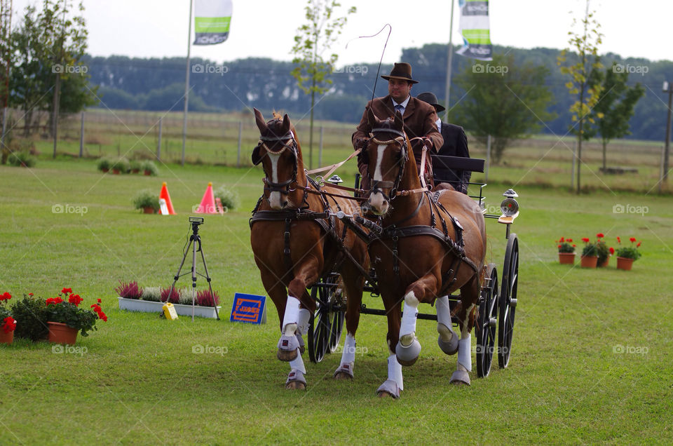 horse riding pferd kutsche by jessyblue