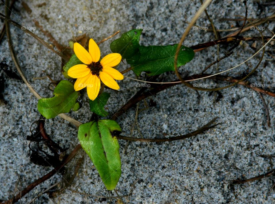 lone flower growing in the sand.