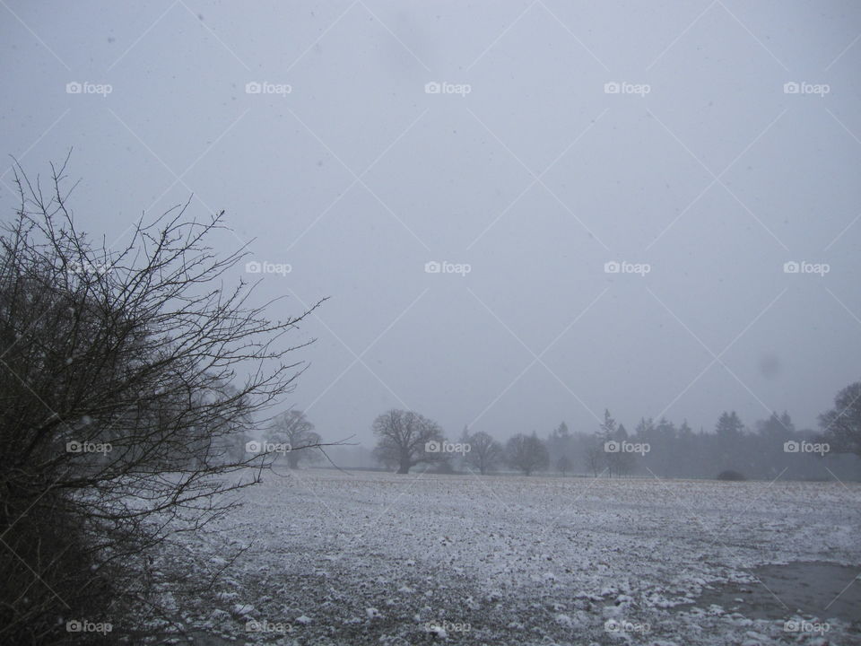 Winter Pasture