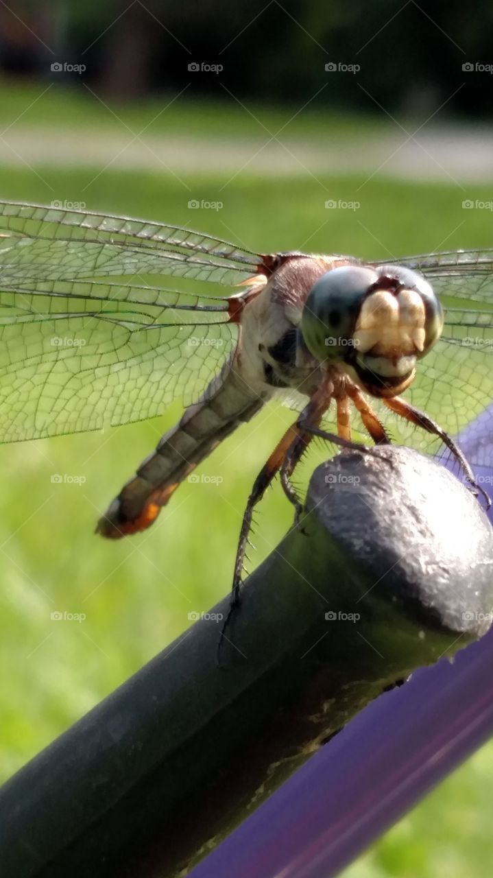 dragonfly (smiling for the camera)