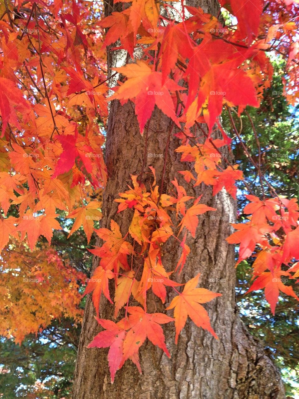 Japanese Maples, bark