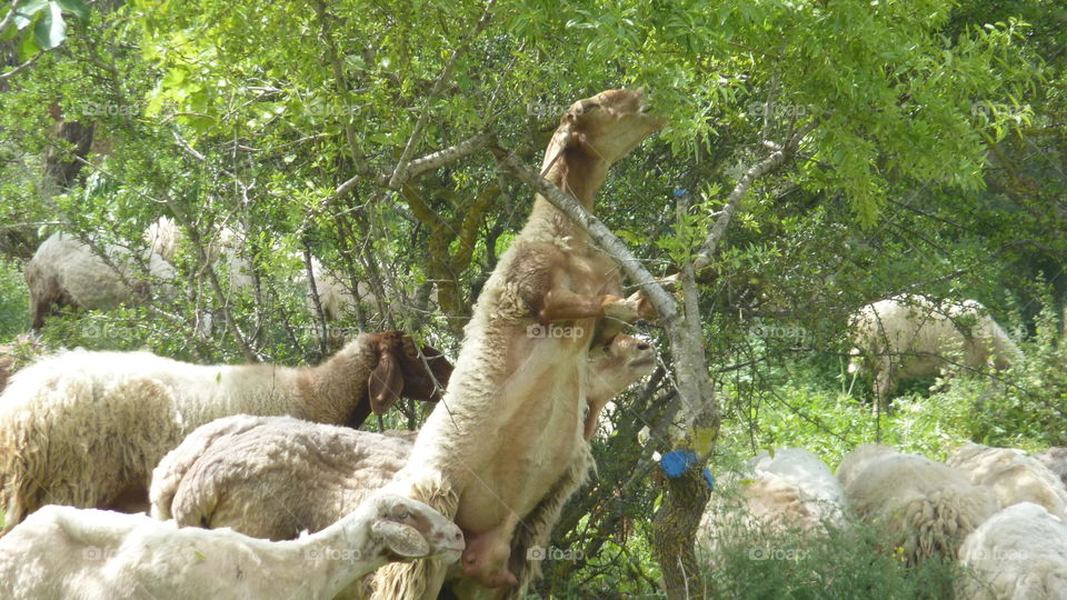 An Amusing Sheep Eating Leaves