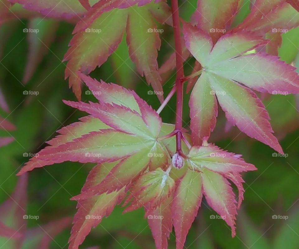 Red & Green Maple Leaves