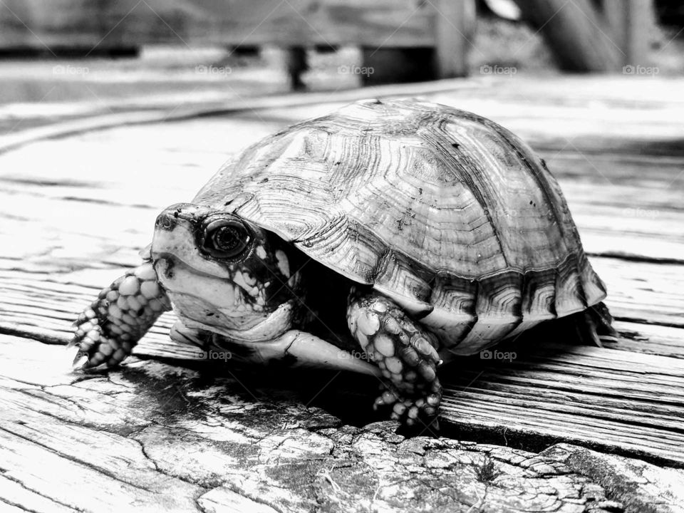 box turtle on my deck in black and white