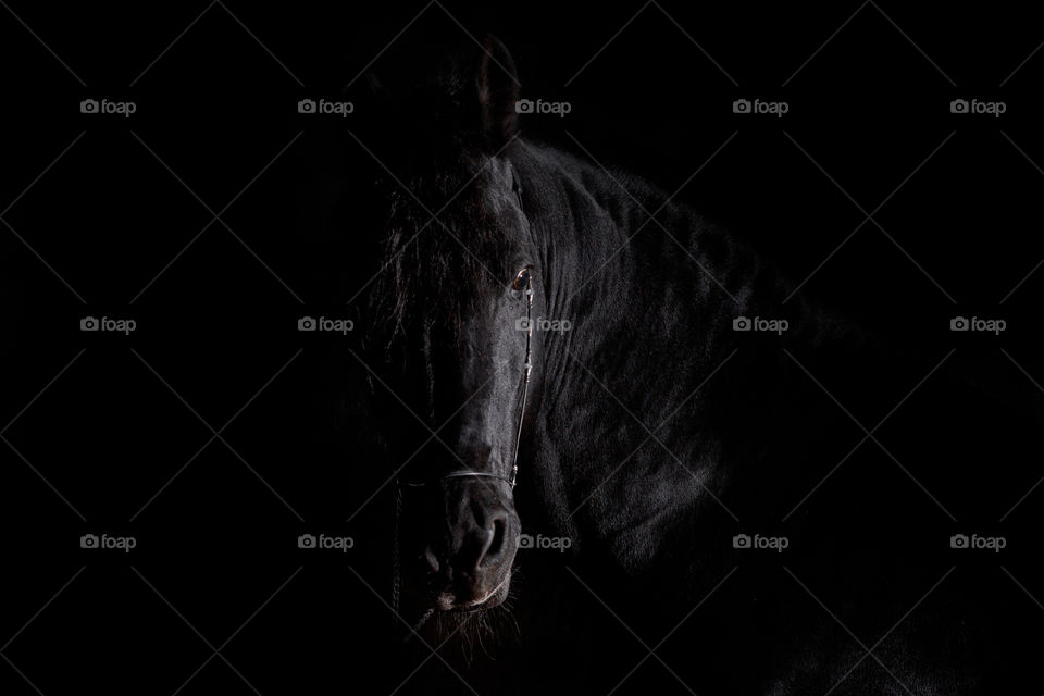 Friesian horse studio portrait on black