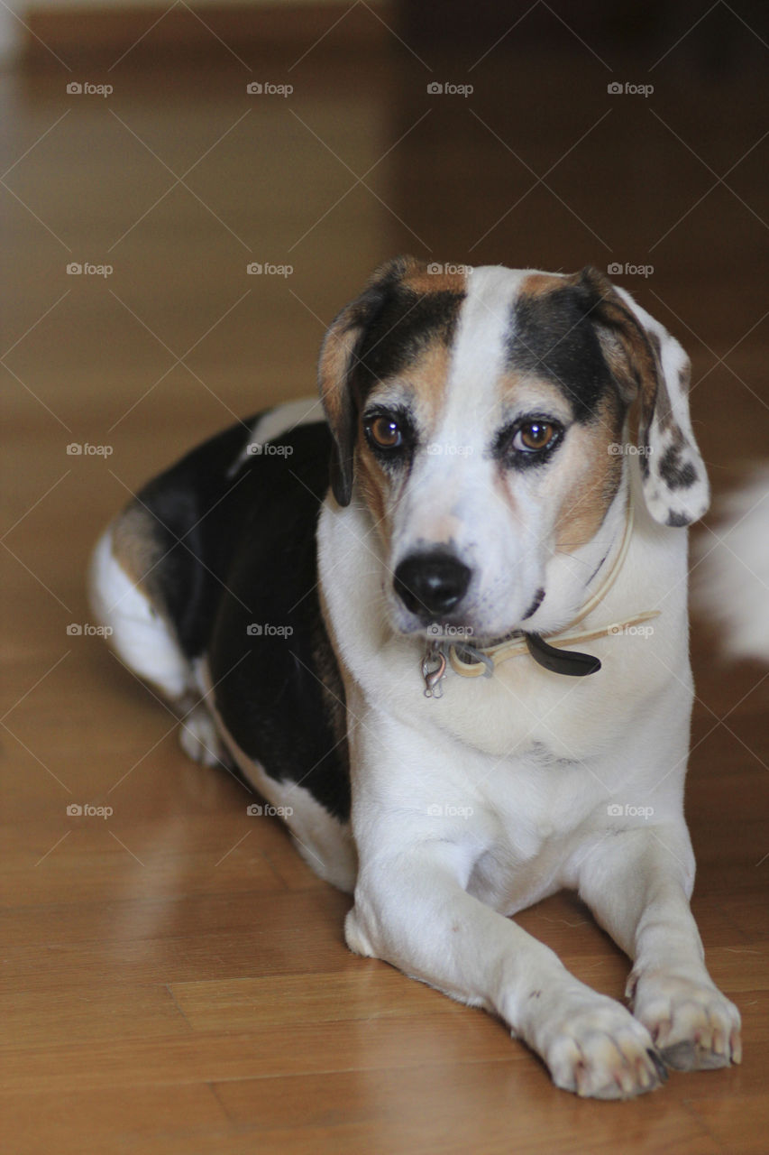 beagle sitting on the floor