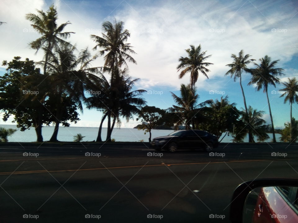 trees beach and car