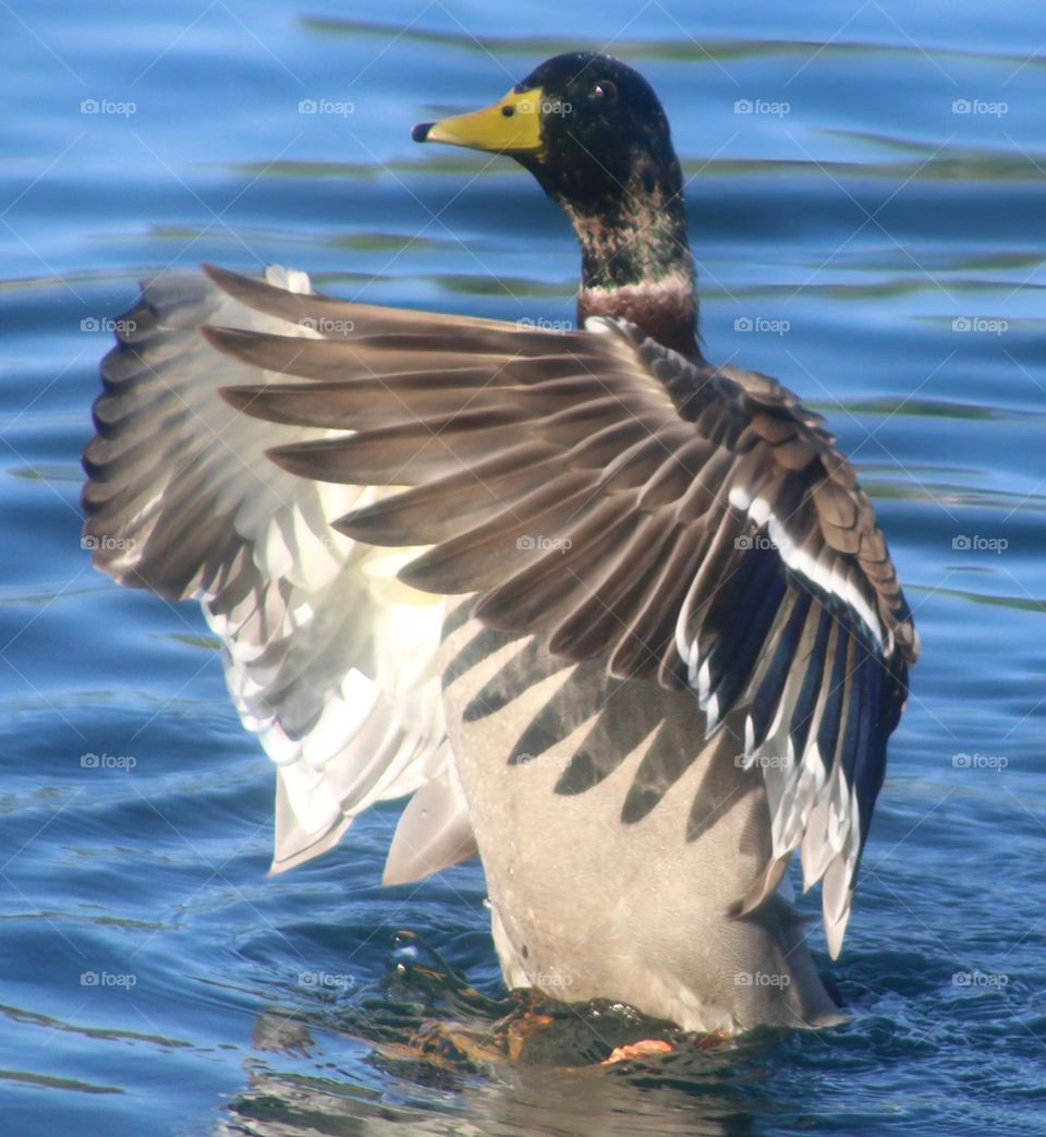 Mallard Duck Flapping Wings