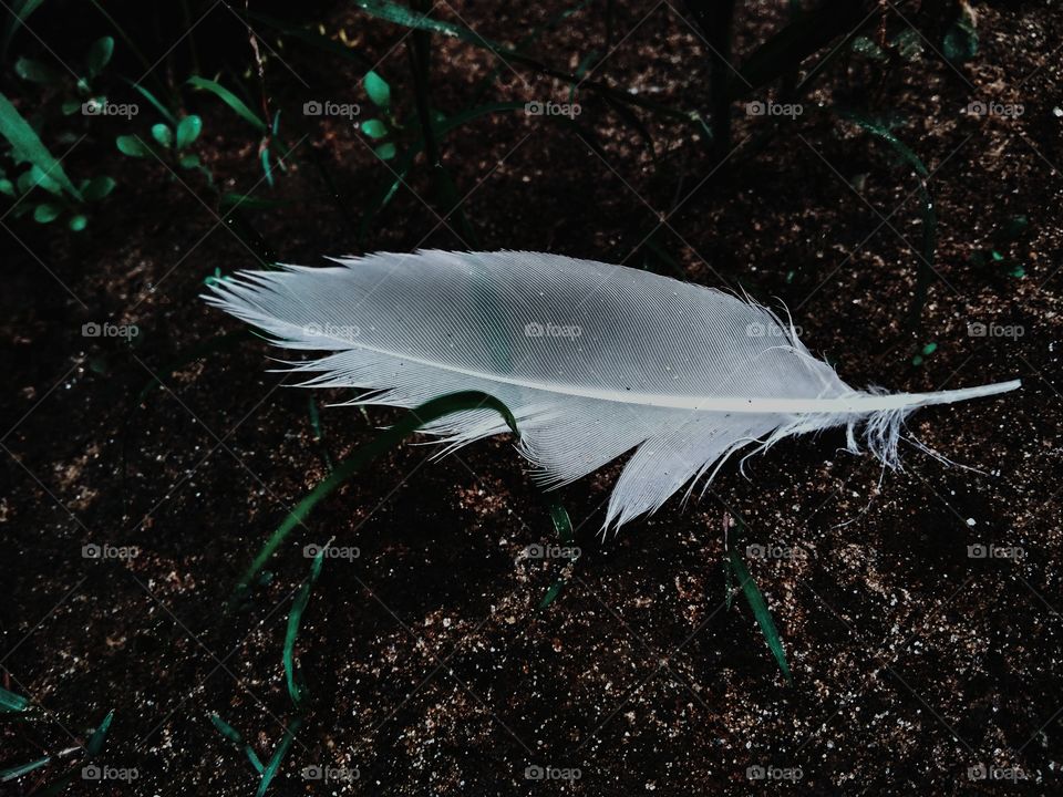 Feather