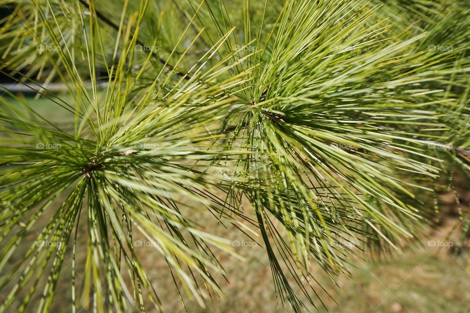 Close-up of a pine tree