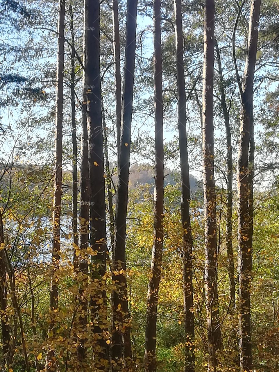 Wald Baum See Natur Herbst Himmel