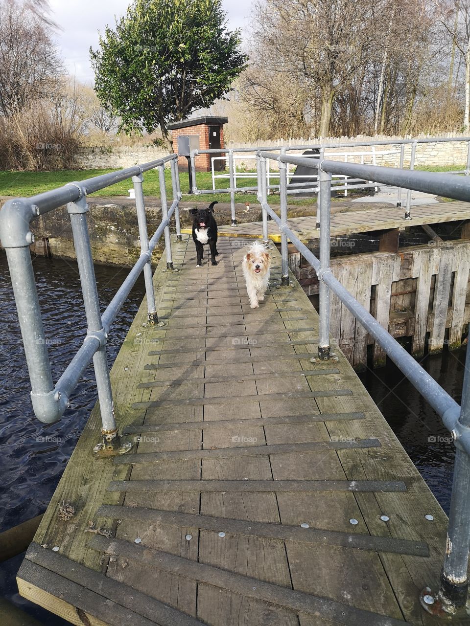 Two dogs standing on a canal bridge.