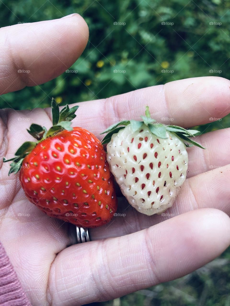 Strawberries in Summer