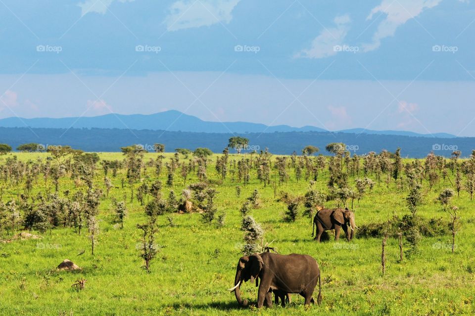 Wild . African Safari. Uganda.