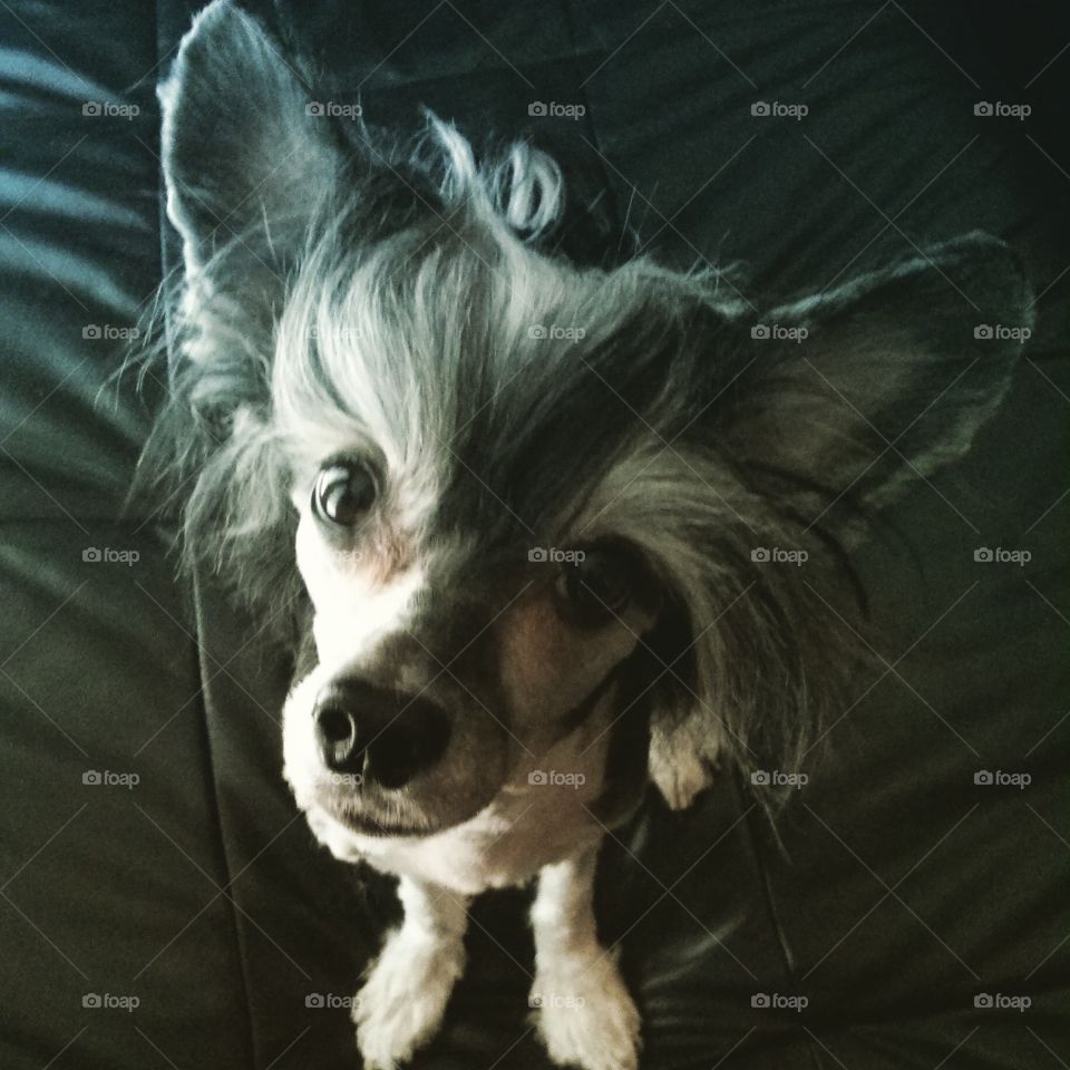 Cute face. Chinese Crested and his cute face