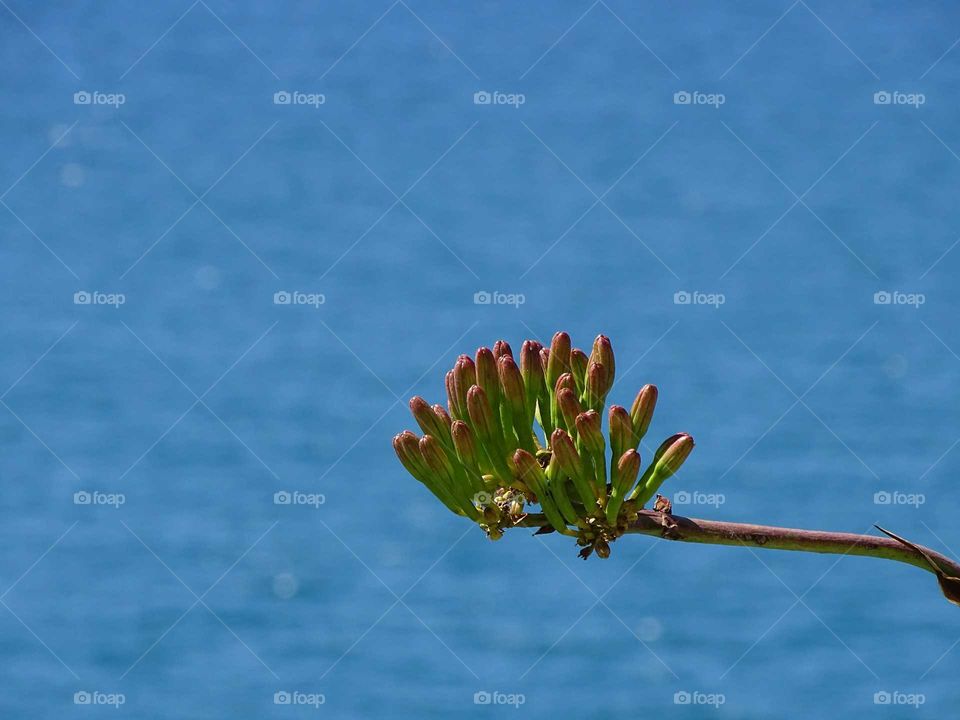 The branch and the sea