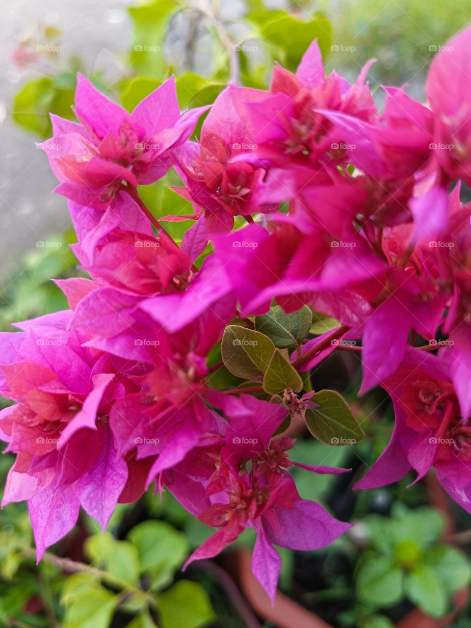 "In the quiet bloom of color, life whispers its most joyful secrets."