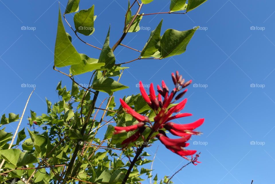 Coral tree