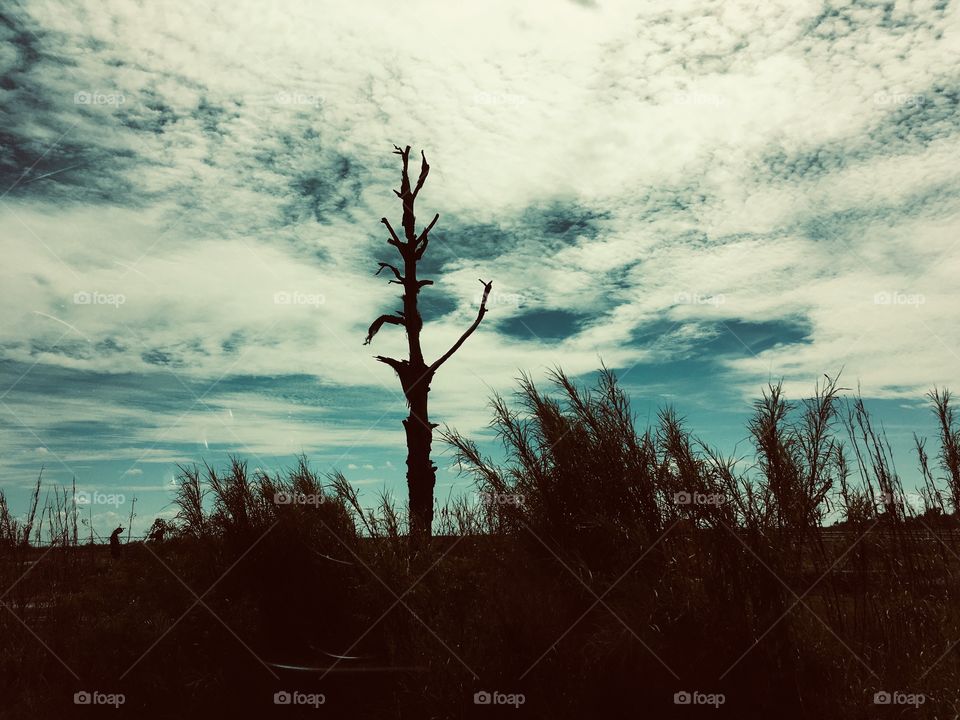 Scary tree at Lake Apopka Nature Drive in Florida 