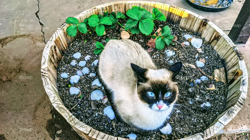 Zara the Siamese