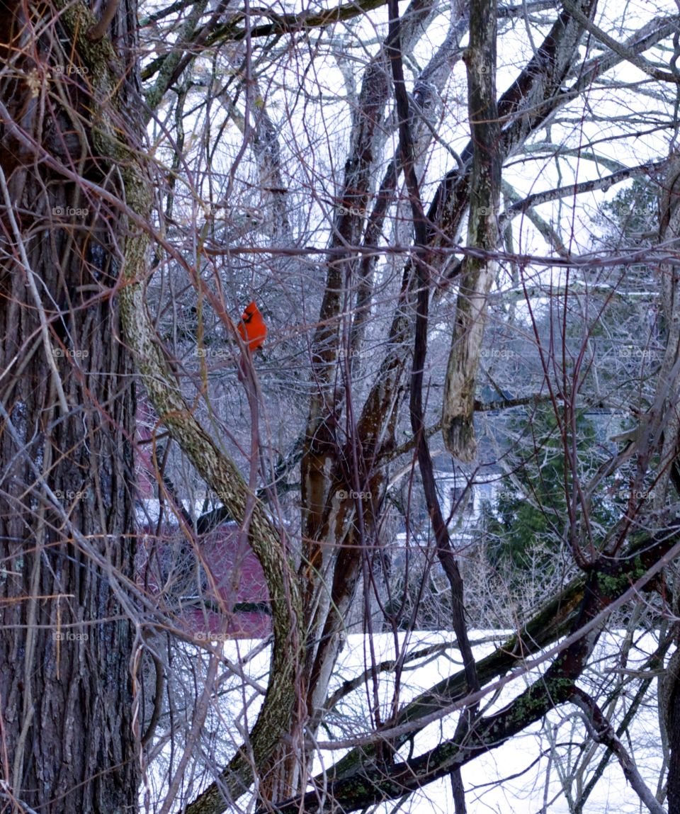 Tree, Winter, Bird, Snow, Wood