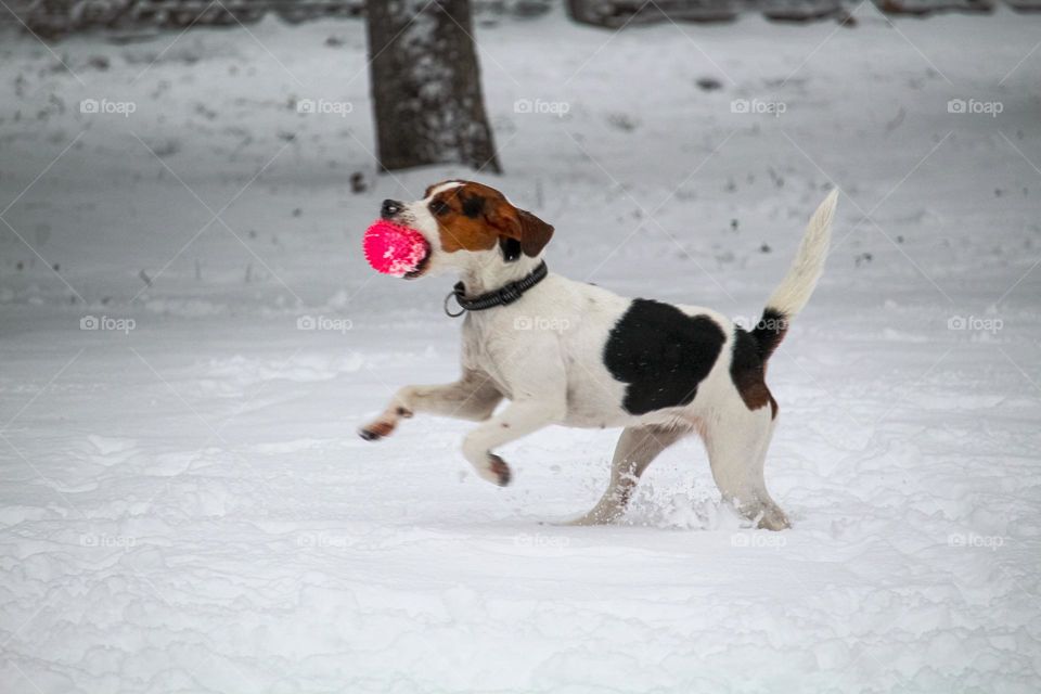 Dog running with the pink ball