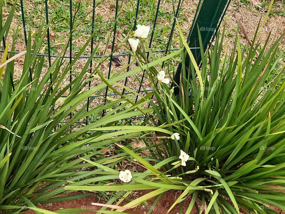 green plants in the square