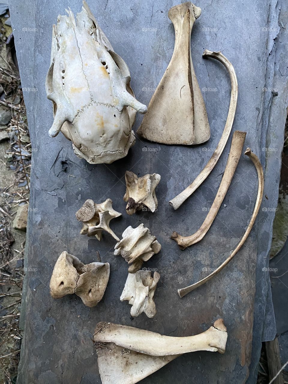 Woods finds #bones #remains 