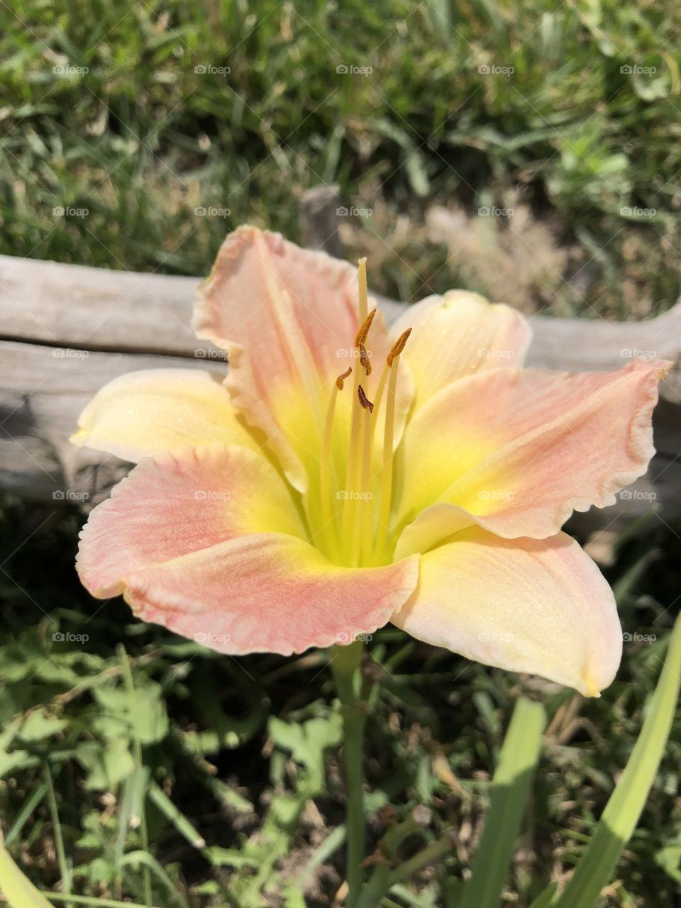 Day Lilly In Pink White And Yellow