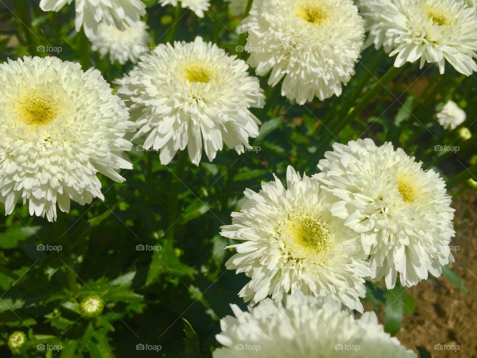 Close-up of white flowers