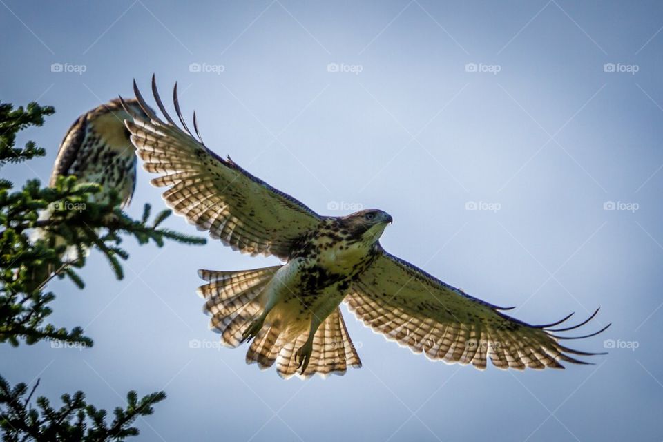 Juvenile Red-tailed Hawks