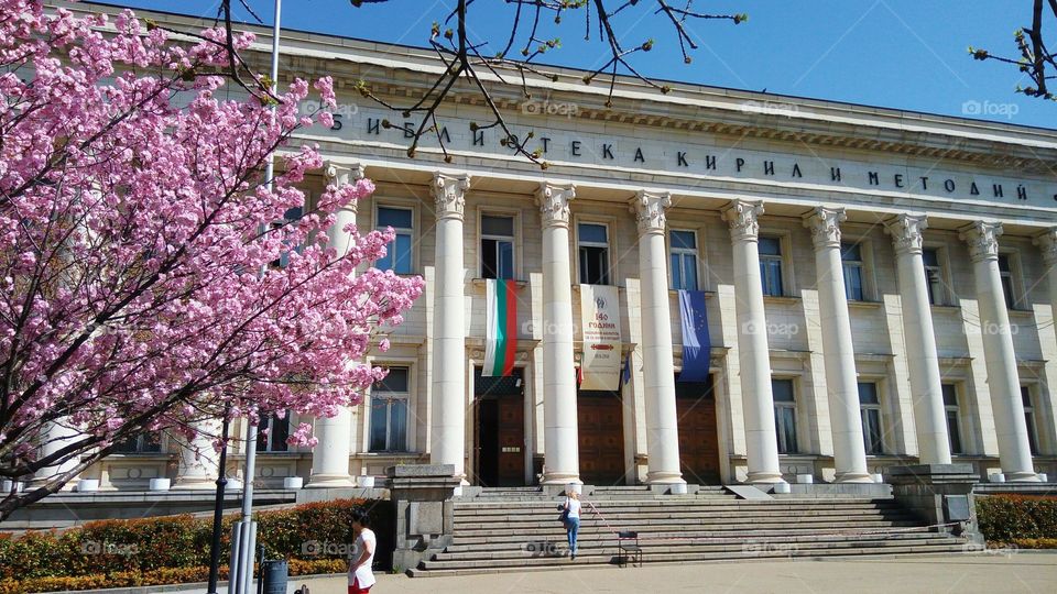 Spring in Sofia, Bulgaria. 
National Library in Sofia.
Japanese cherry blossom tree.