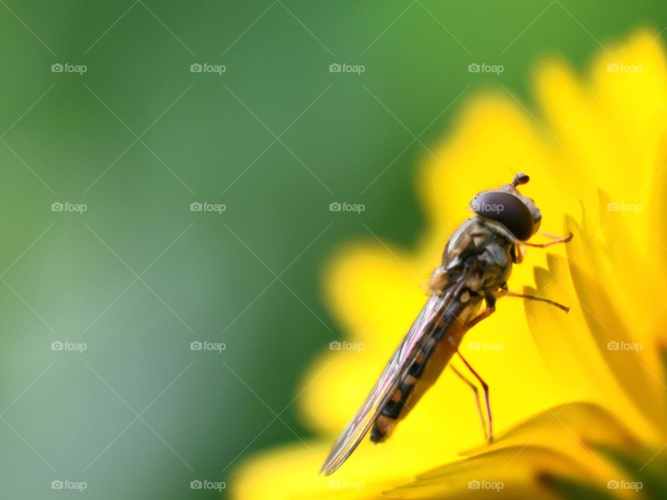 bee sitting on yellow flower