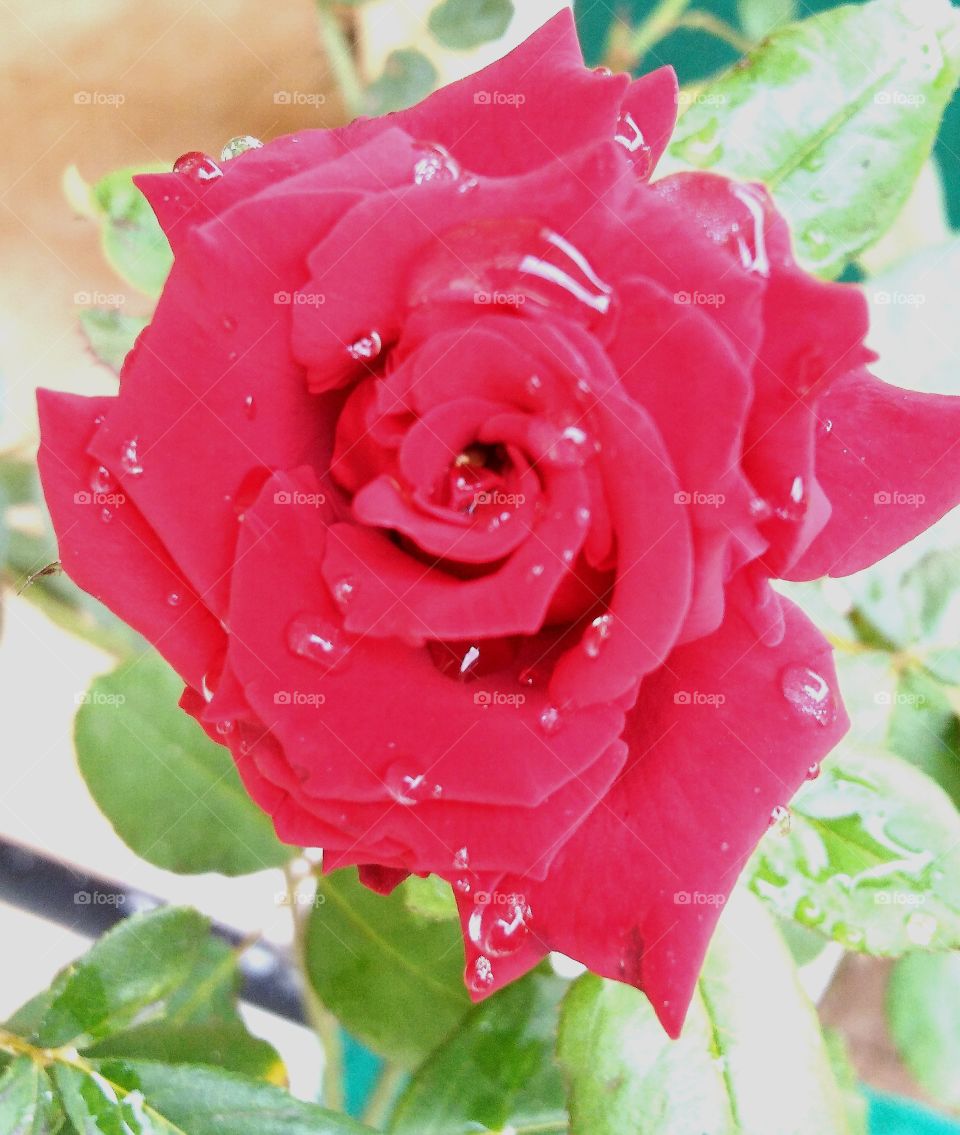 Red Rose