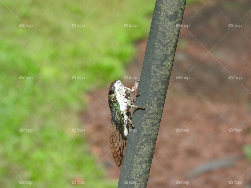 Just a little Cicada