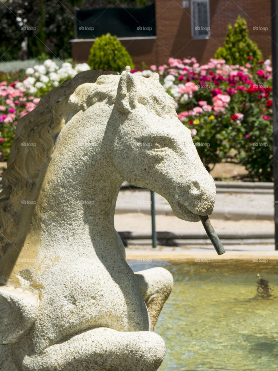 Horse head fountain