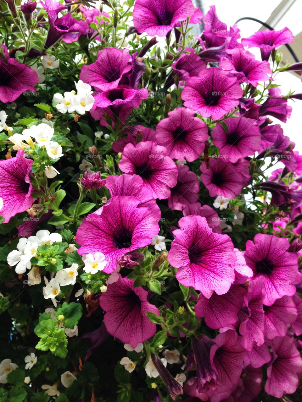 Summer in full bloom . Mackinac Island, Michigan