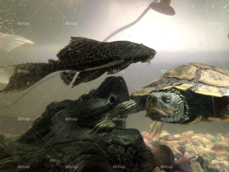 Suckerfish and turtle (tank mates)