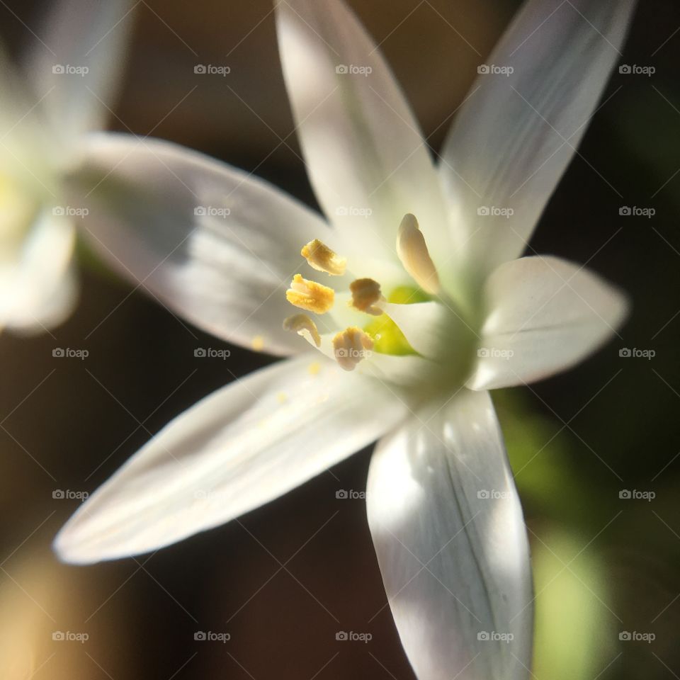 White flower in evening light